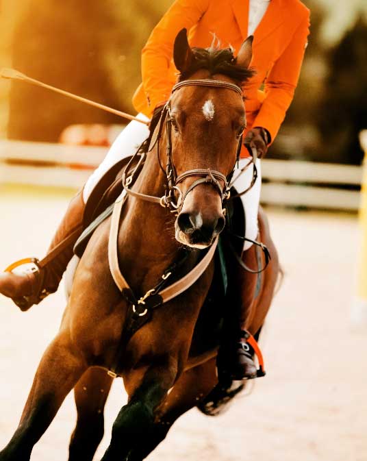 Polo horse rider